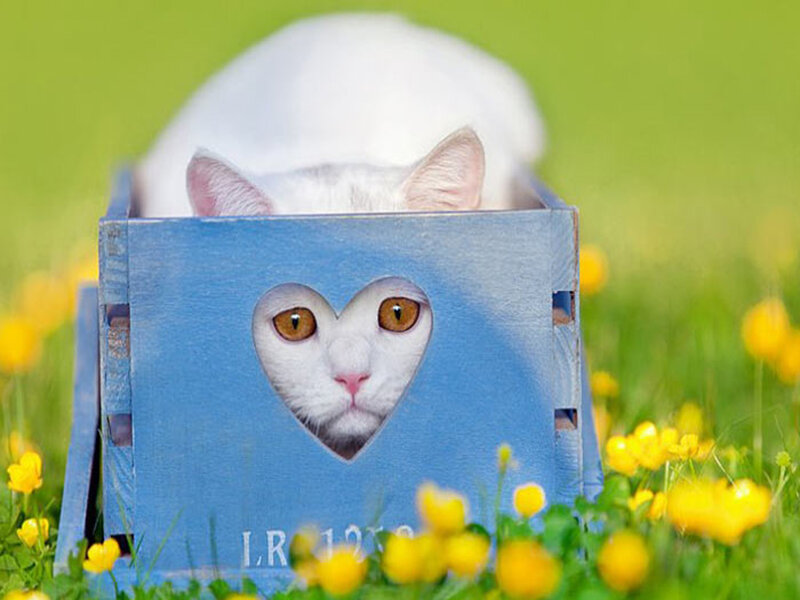 White Cat in Box