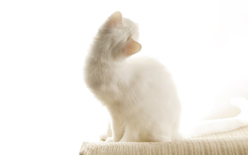 white cat in bright light