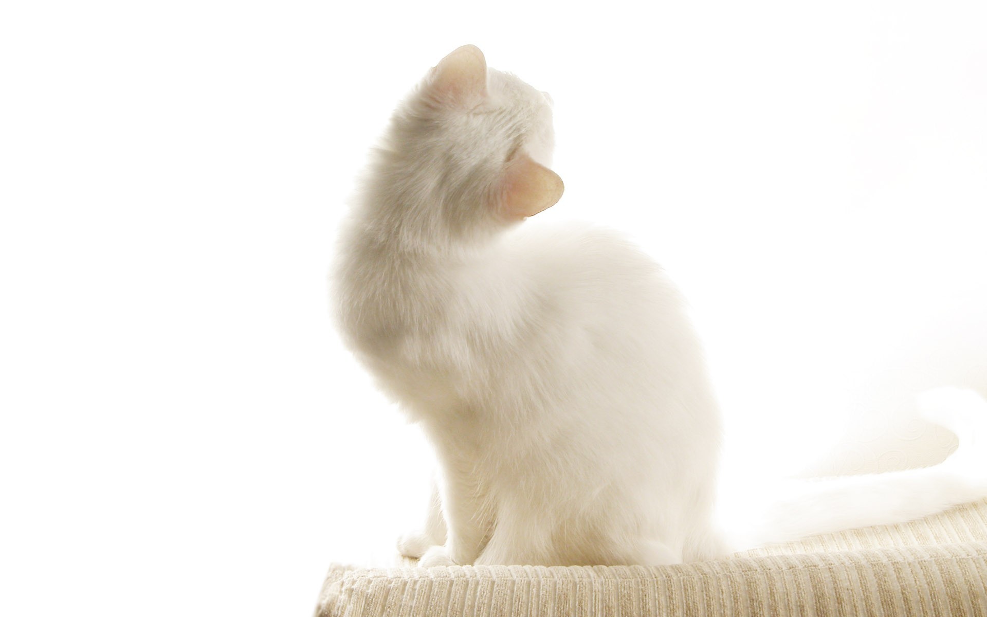 white cat in bright light