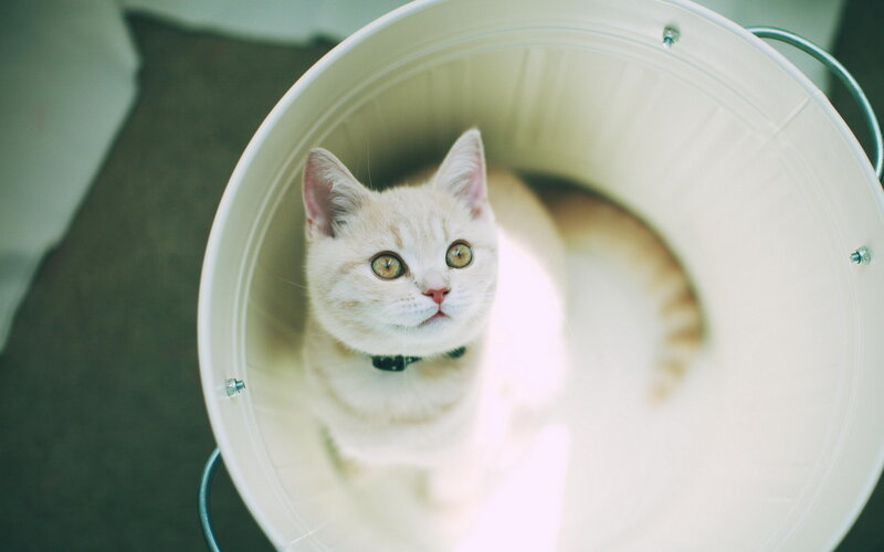 White Cat in Bucket