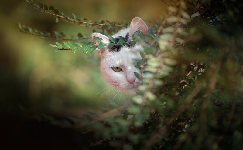 White Cat in Bush — Green, Curious