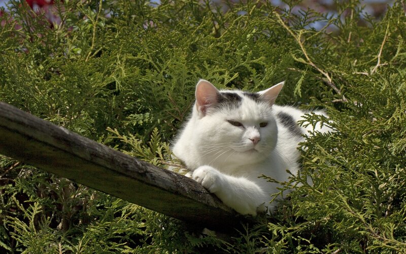 White Cat in Bush — Green