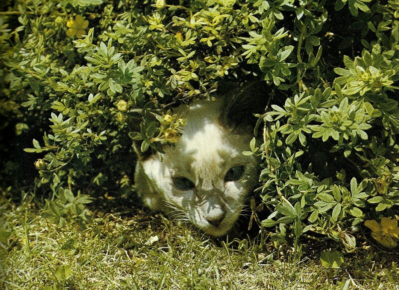 White Cat in Bush
