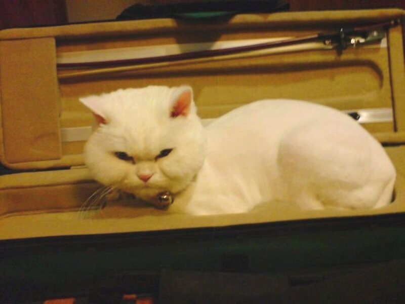 White Cat in Case