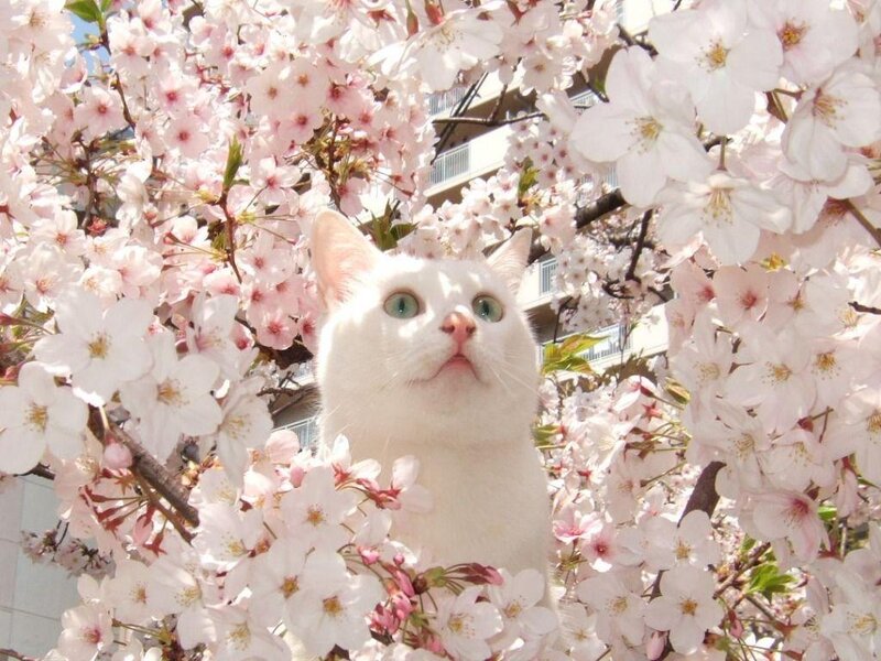 White Cat in Cherry Blossoms