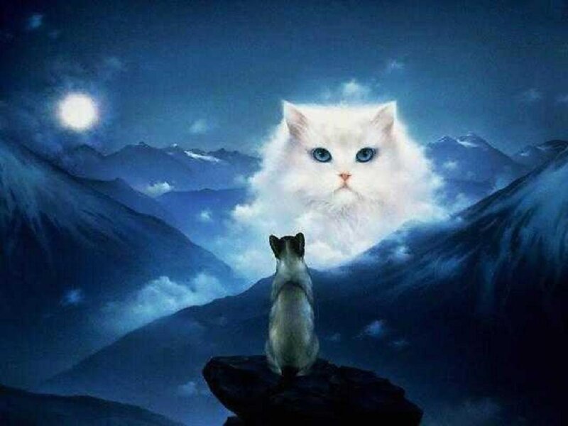White Cat in Clouds
