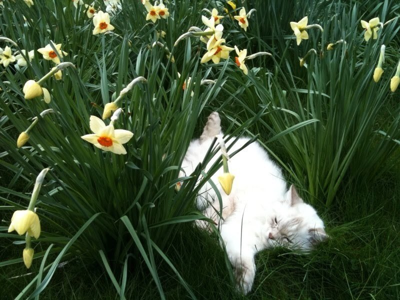 White Cat in Daffodils