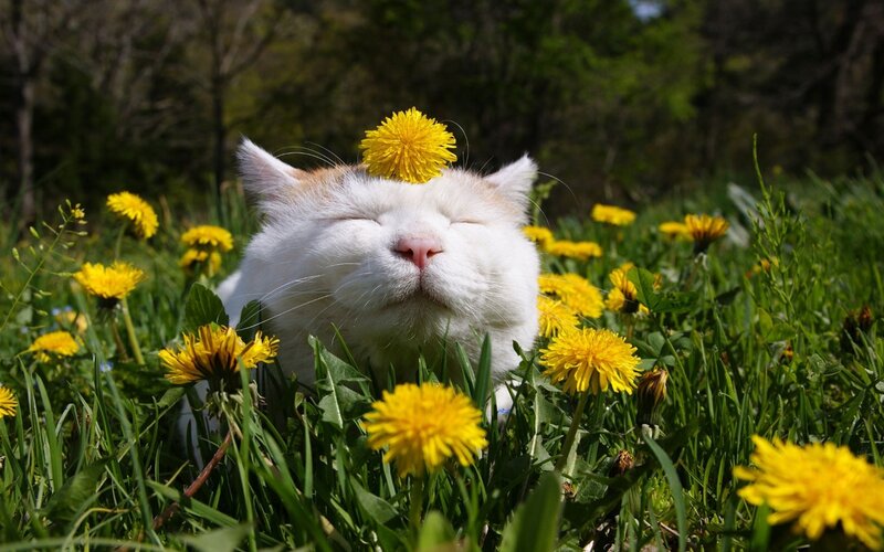 White Cat in Dandelions