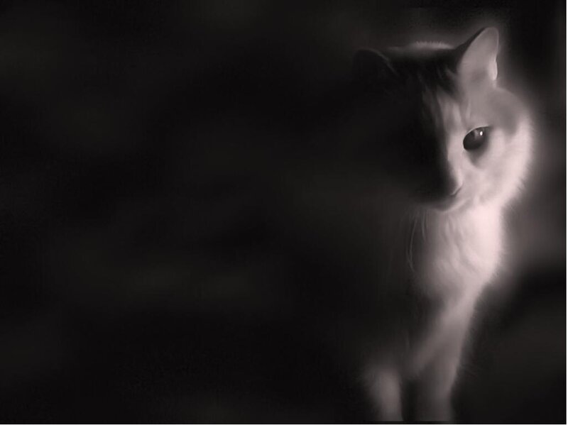 White Cat in Dark