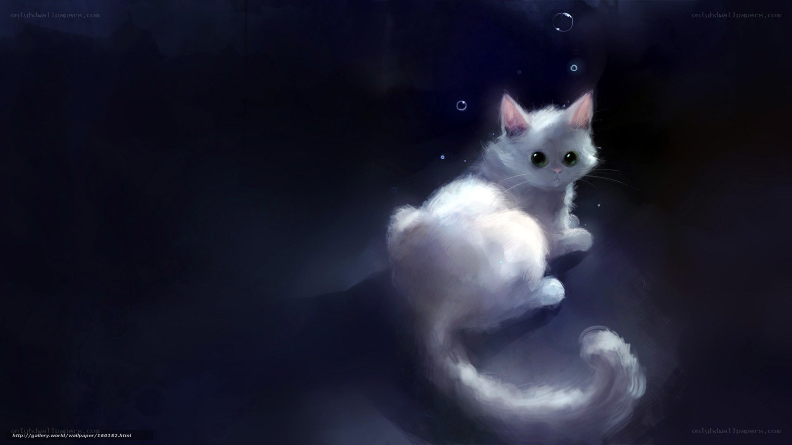 white cat in dark water