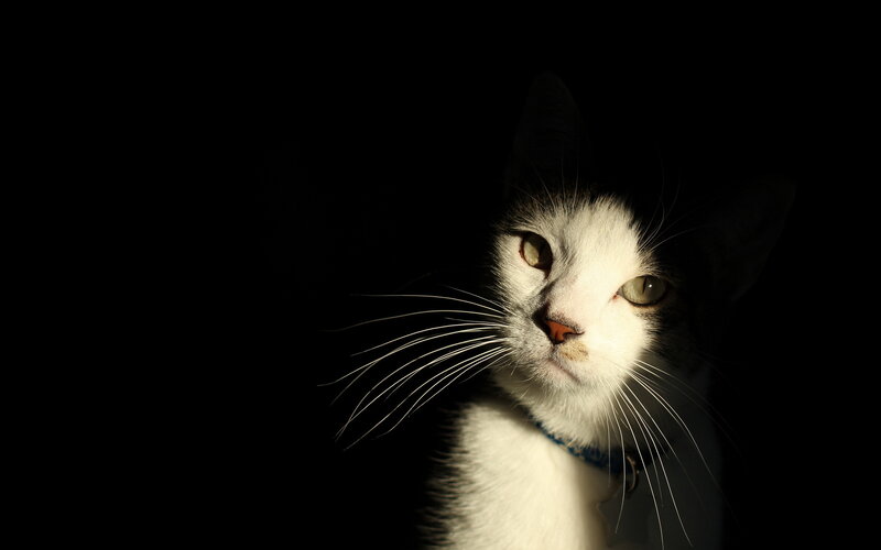 White Cat in Darkness — Black