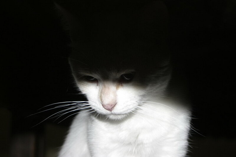 White Cat in Darkness