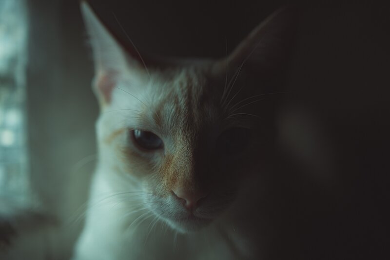 White Cat in Dim Light