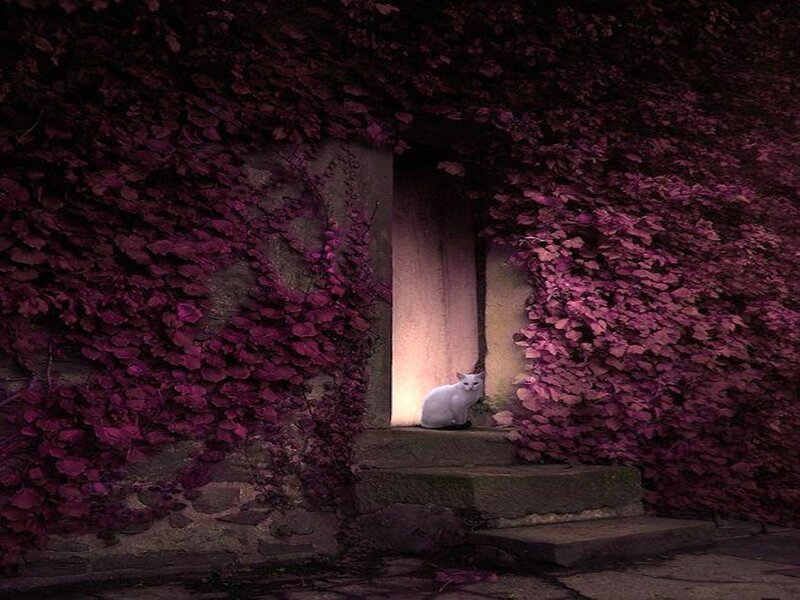 White Cat in Doorway — Purple