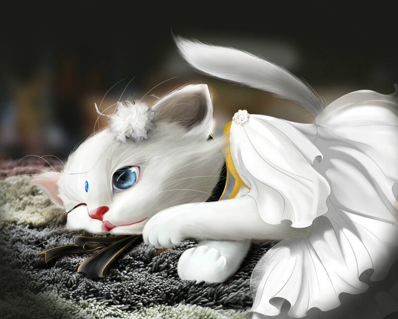 White Cat in Dress