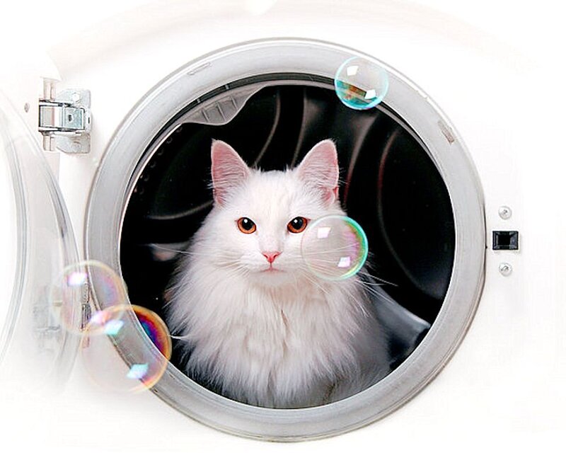White Cat in Dryer
