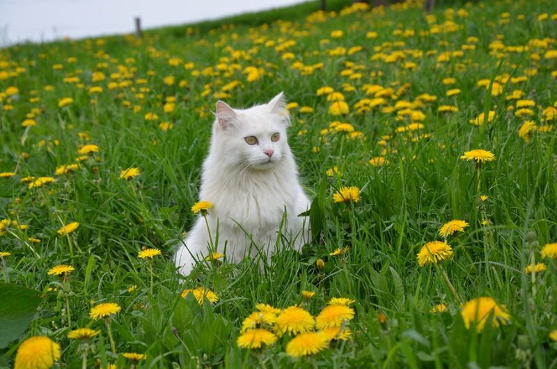 White Cat in Field