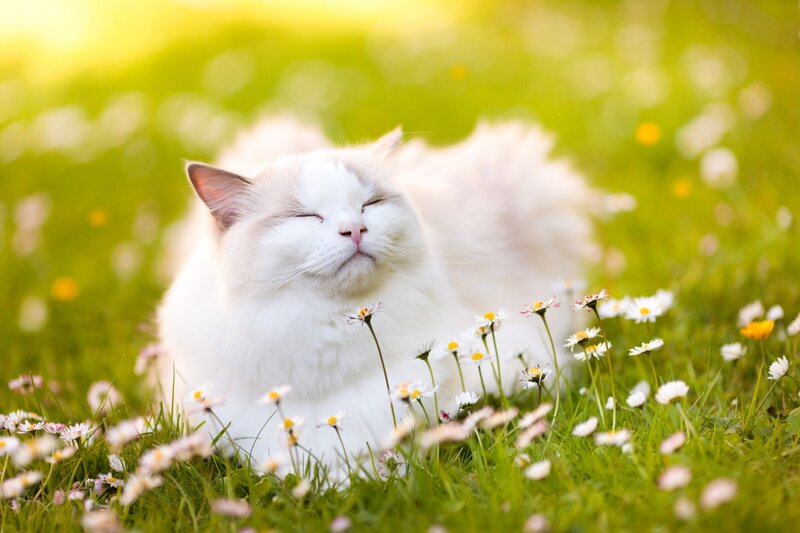 White Cat in Flowers — Green, Serene