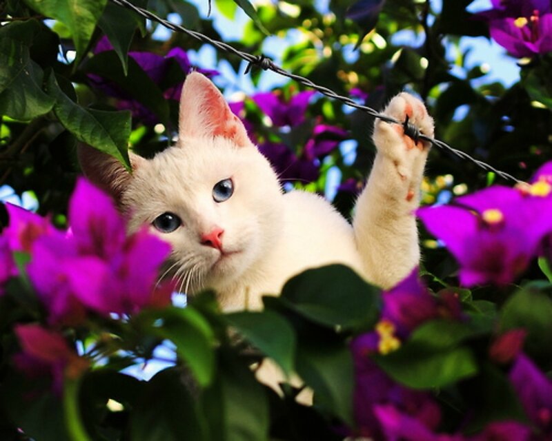 White Cat in Flowers — Purple, Curious