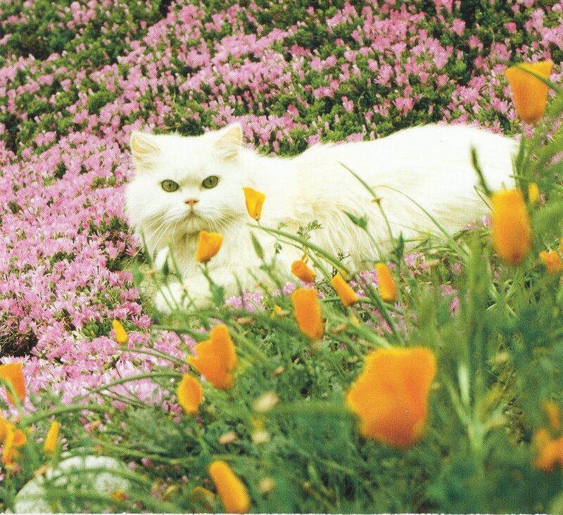 White Cat in Flowers — Serene