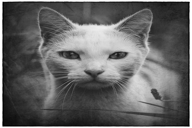 White Cat in Focus