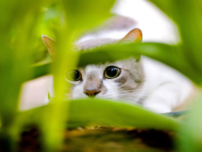 White Cat in Foliage — Green, Curious, Afternoon