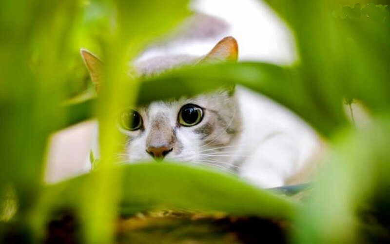 White Cat in Foliage — Green, Curious, Photograph