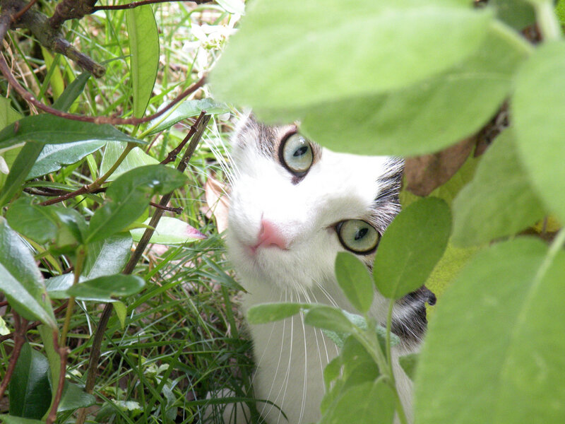 White Cat in Foliage — Green, Curious