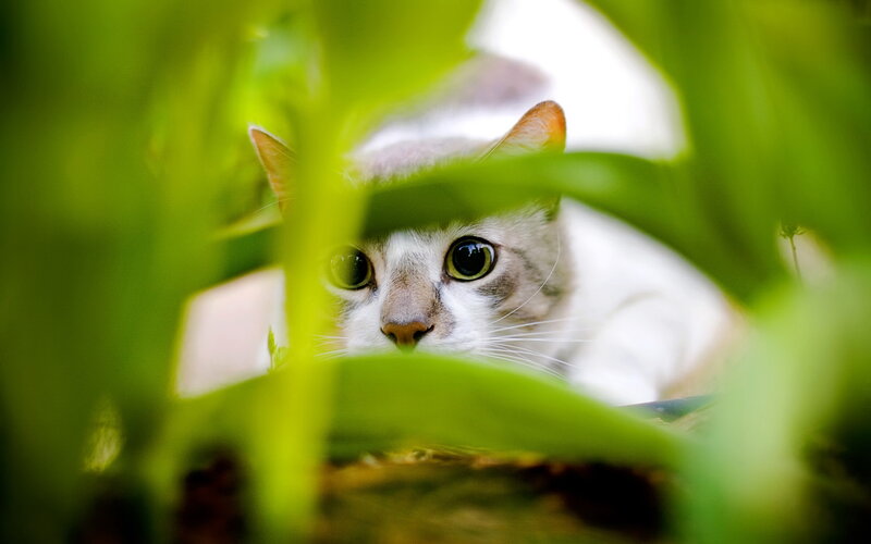 White Cat in Foliage — Green