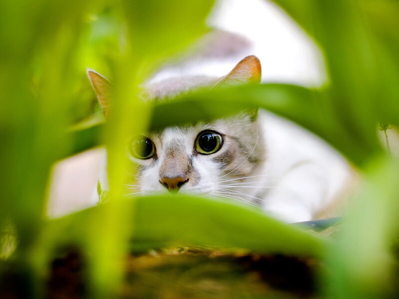 White Cat in Foliage