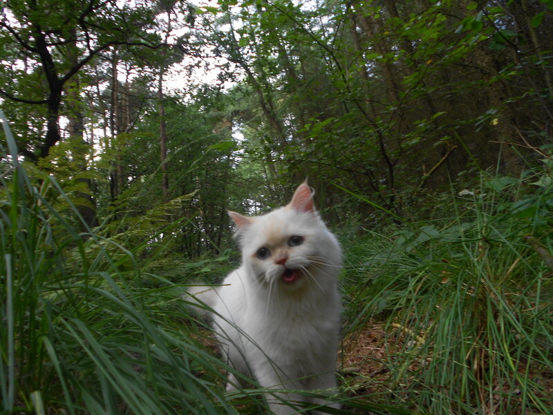 White Cat in Forest — Green, Natural, Afternoon