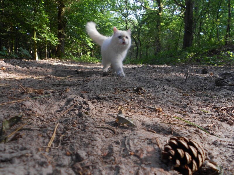 White Cat in Forest — Green, Natural