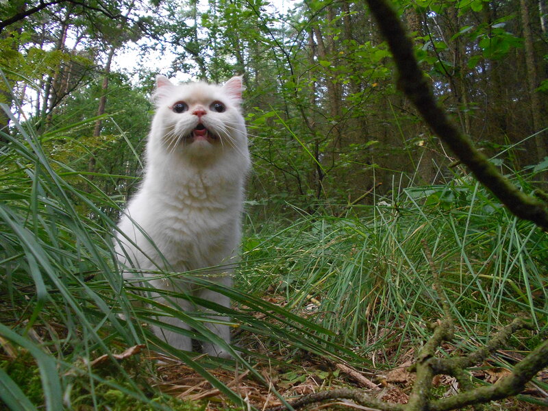White Cat in Forest — Green
