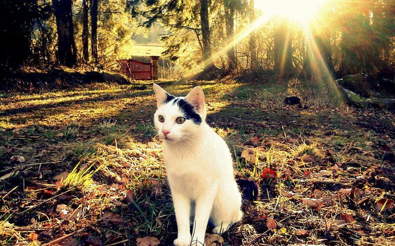 White cat in forest sunlight