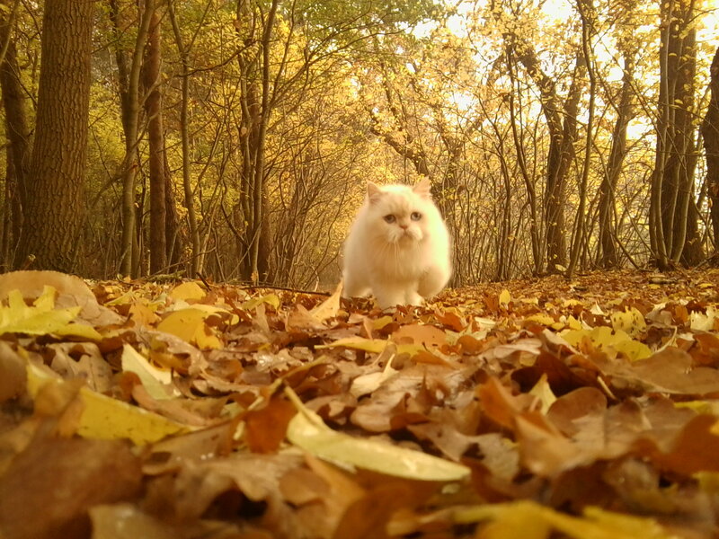 White Cat in Forest — Yellow