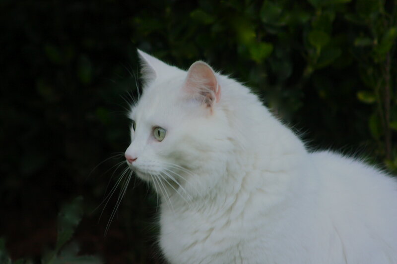 white cat in garden