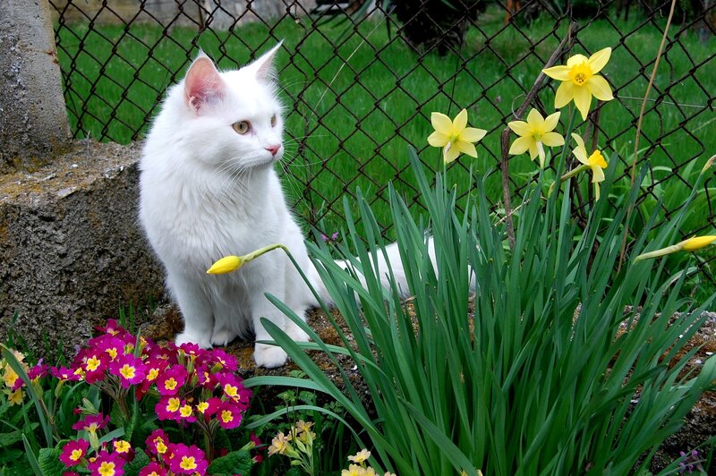 White Cat in Garden — Calm