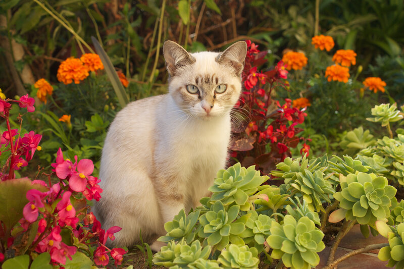 White Cat in Garden — Green