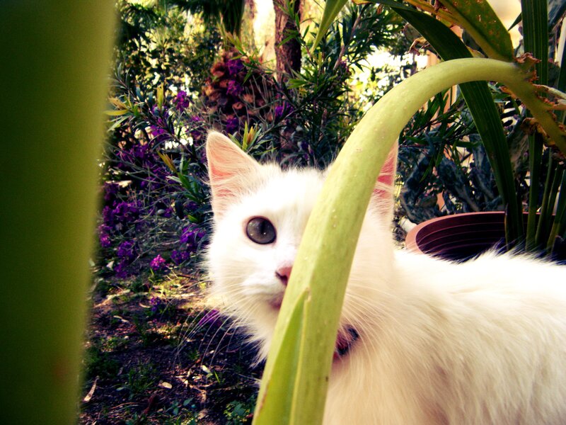 White cat in garden