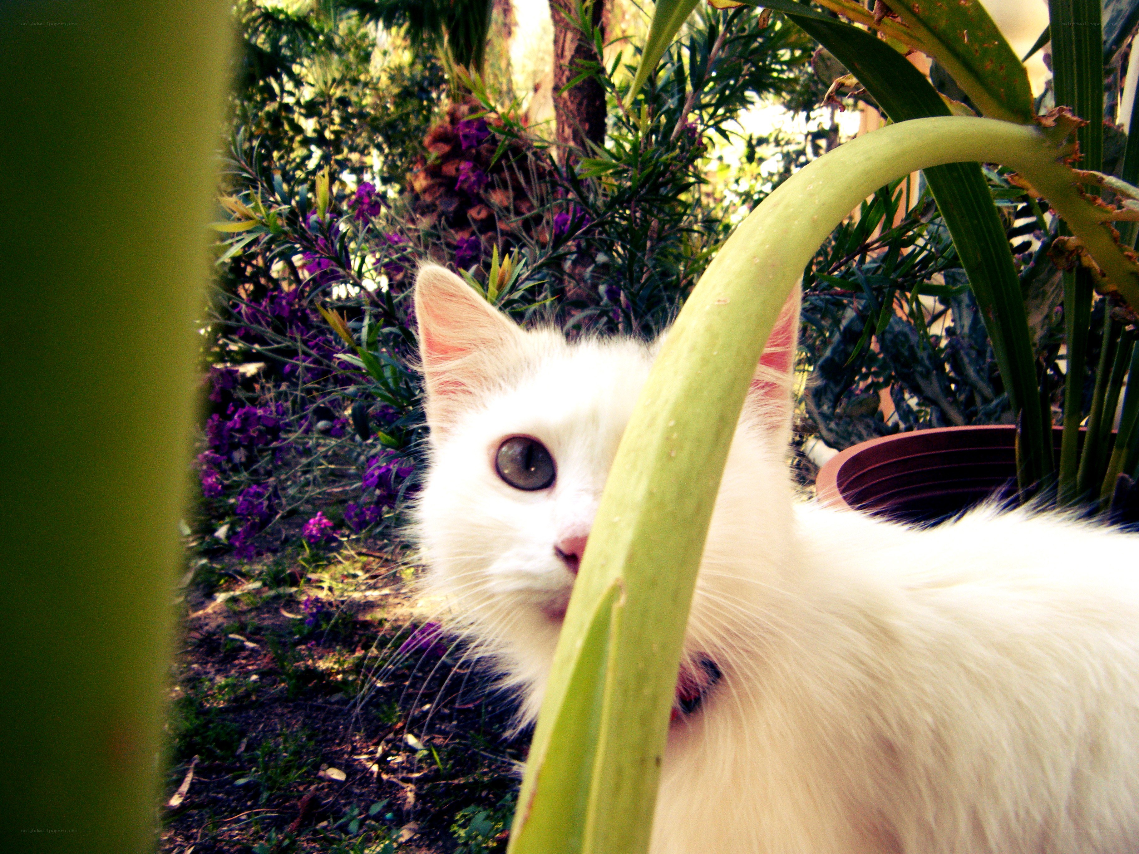 White cat in garden