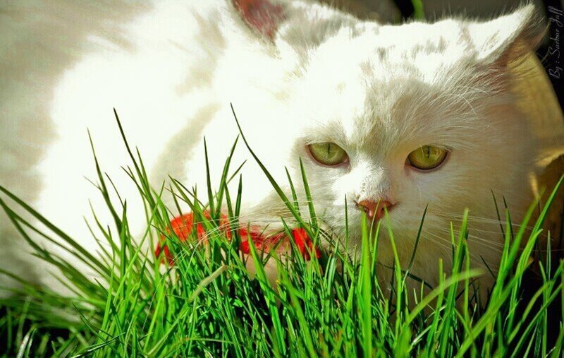 White Cat in Grass — Calm, Afternoon