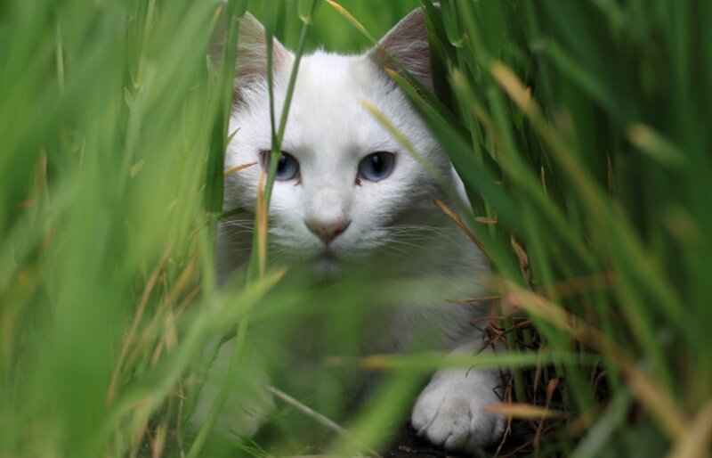 White Cat in Grass — Green, Alert