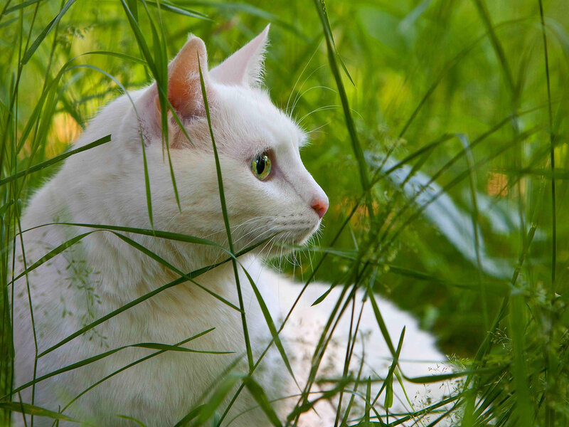White Cat in Grass — Green, Calm