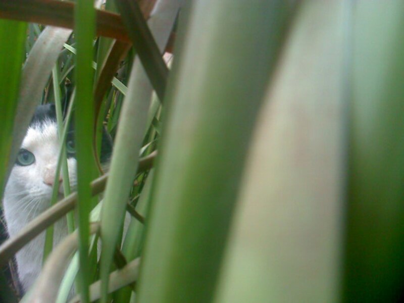 White Cat in Grass — Green, Curious