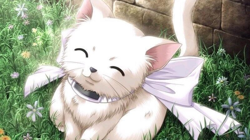 White Cat in Grass — Peaceful