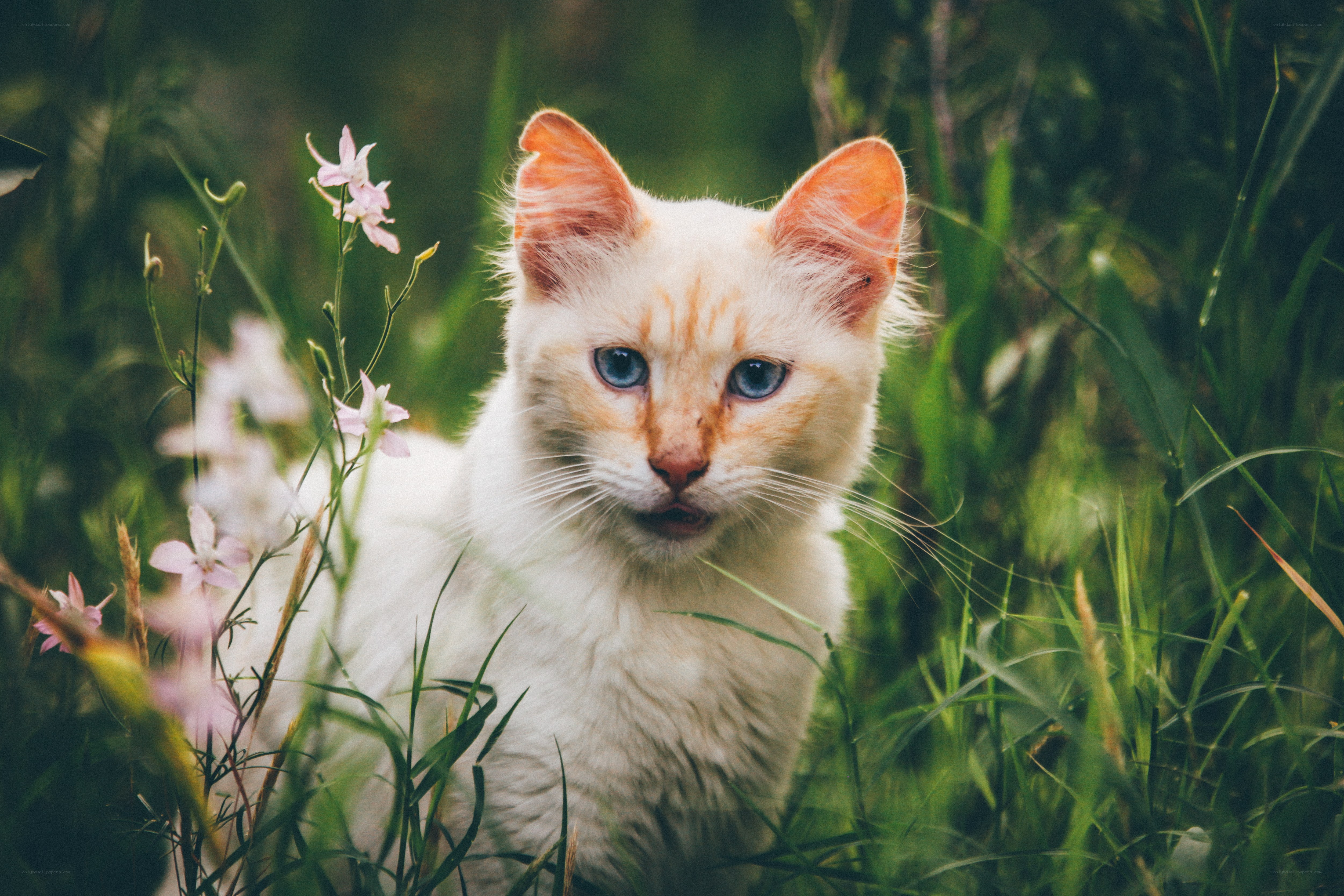 white cat in grass with flowers