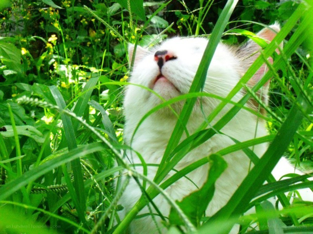white cat in green grass