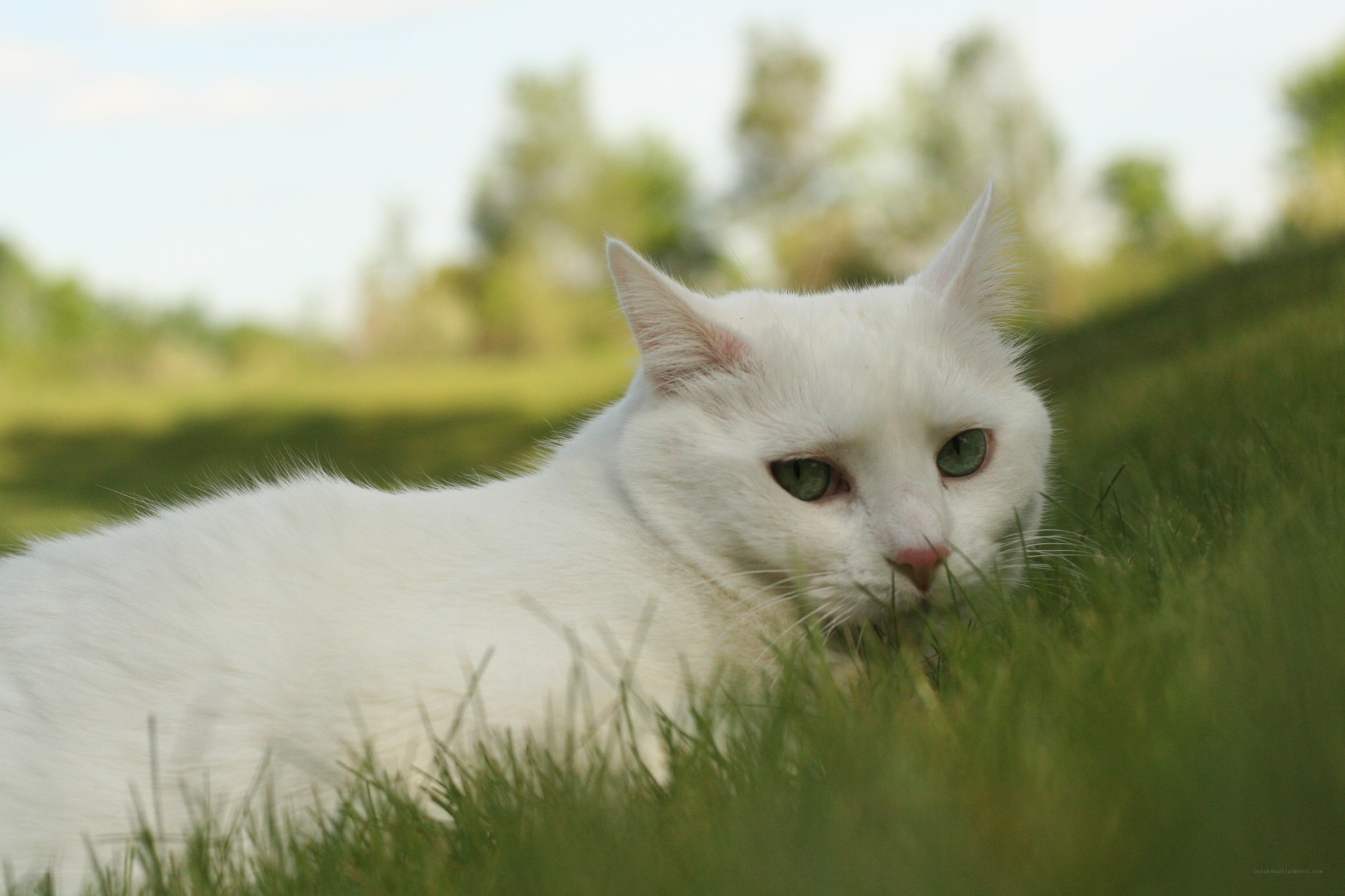 white cat in green grass