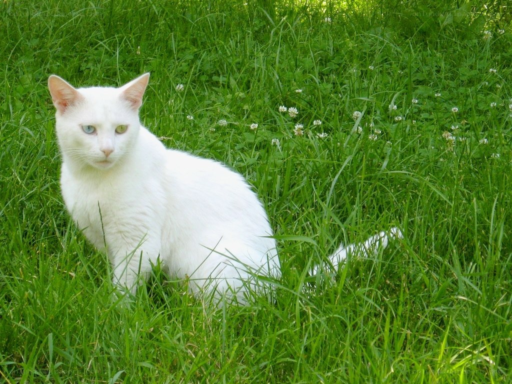 White cat in green grass