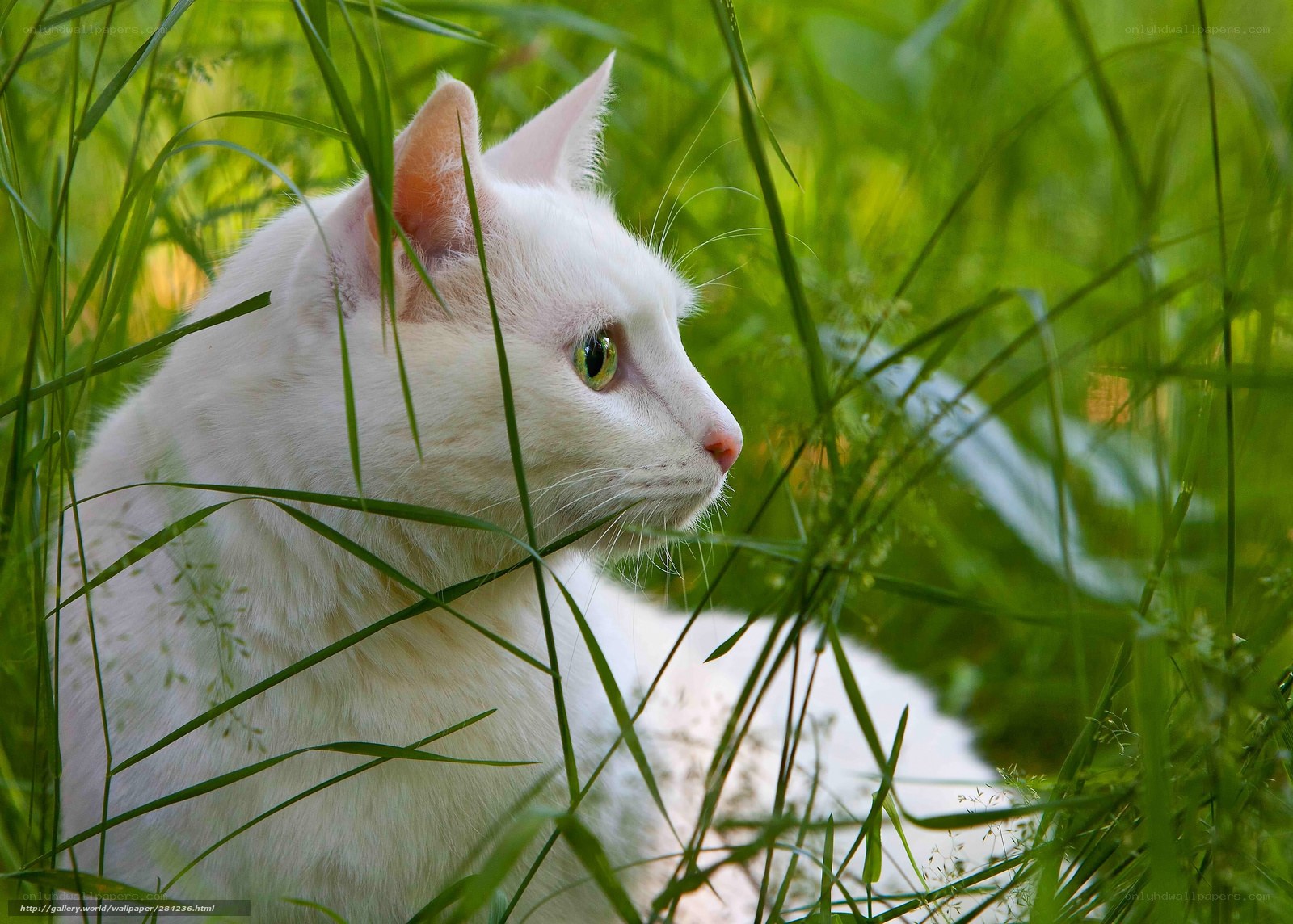 White cat in green grass